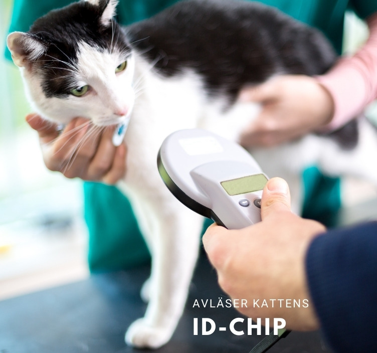 Avläser kattens id-chip hos veterinären