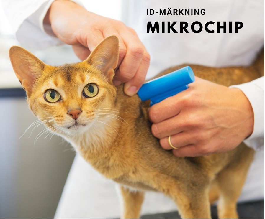 ID-märkning av en katt med mikrochipimplantat